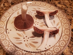 Agaricus