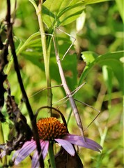 Pseudosermyle strigata