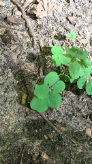 Desmodium rotundifolium