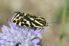 Acontia trabealis