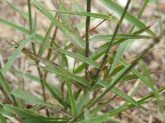 Cleistogenes serotina