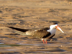 Rynchops flavirostris