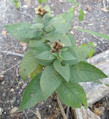 Vernonia baldwinii