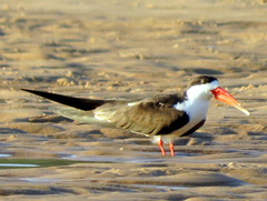 Rynchops flavirostris