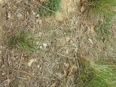 Cleistogenes serotina