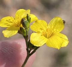 Linum africanum
