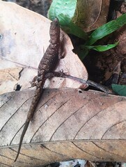 Lepidoblepharis xanthostigma
