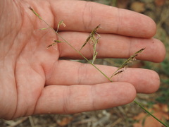 Cleistogenes serotina