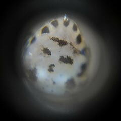 Lepidoblepharis xanthostigma