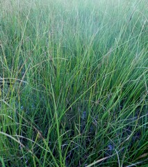 Carex aquatilis
