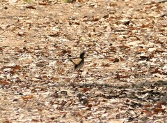 Cercotrichas leucophrys