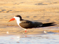 Rynchops flavirostris