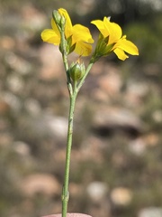 Linum africanum