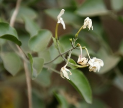 Jasminum