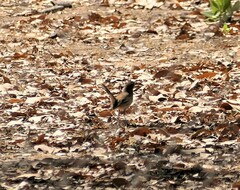 Cercotrichas leucophrys