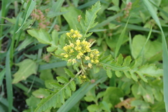 Rorippa