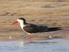 Rynchops flavirostris