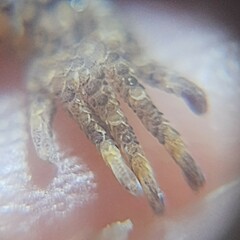 Lepidoblepharis xanthostigma