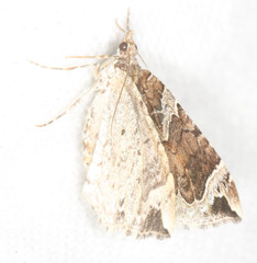 Eulithis xylina