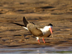 Rynchops flavirostris