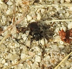 Crabroninae