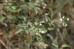 Jasminum