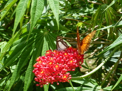 Thisbe lycorias
