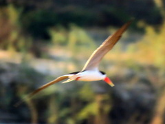 Rynchops flavirostris