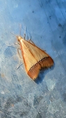 Pseudonoorda rubricostalis