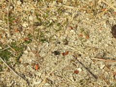 Crabroninae