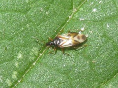 Anthocoris nemorum