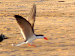 Rynchops flavirostris