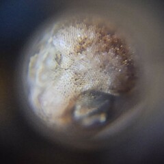 Lepidoblepharis xanthostigma