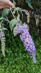 Buddleja davidii