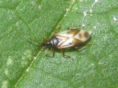 Anthocoris nemorum