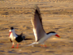 Rynchops flavirostris