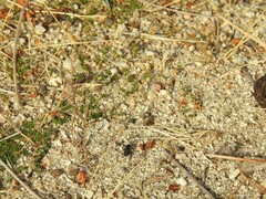 Crabroninae