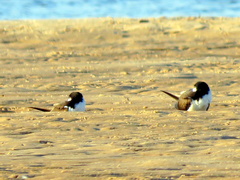 Rynchops flavirostris