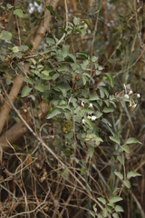 Jasminum