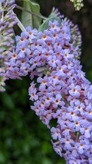 Buddleja davidii
