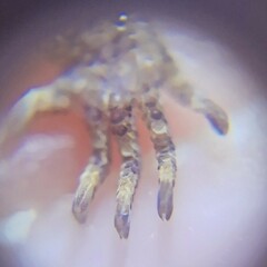 Lepidoblepharis xanthostigma