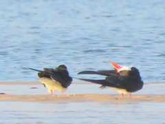 Rynchops flavirostris