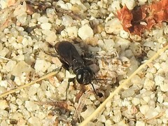 Crabroninae