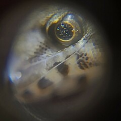 Lepidoblepharis xanthostigma