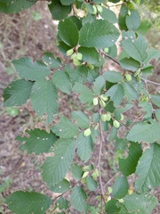 Ulmus crassifolia
