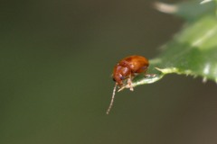 Sphaeroderma testaceum