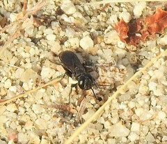 Crabroninae