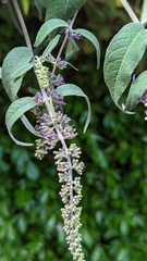 Buddleja davidii
