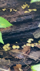 Hypholoma fasciculare