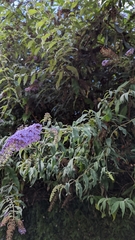 Buddleja davidii